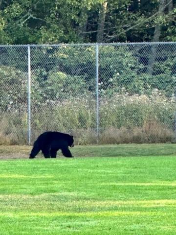 Black Bear on our school grounds